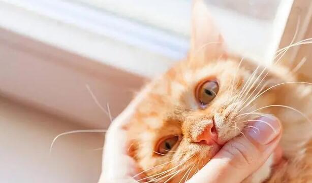 白天睡觉猫咪咬你为什么不让摸