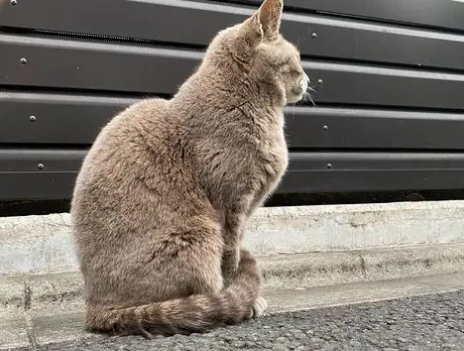 猫咪为什么总蹲在门口