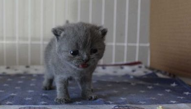 如何训练俄罗斯蓝猫用马桶 蓝猫用马桶指南 如何训练俄罗斯蓝猫用马桶 蓝猫用马桶指南