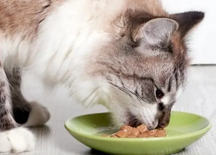 猫咪吃饭突然不动了为什么呢