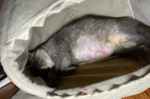 猫咪难产死亡前的表现