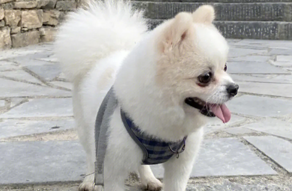 博美一生认几个主人