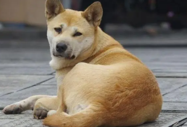 中华田园犬怎么训练上厕所?下文告诉你! 中华田园犬怎么训练上厕所?下文告诉你!