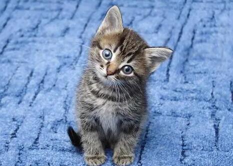 半夜猫叫必须注意风水 半夜猫叫必须注意风水