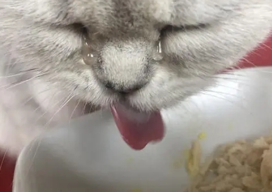 猫咪吃完罐头流眼泪怎么回事