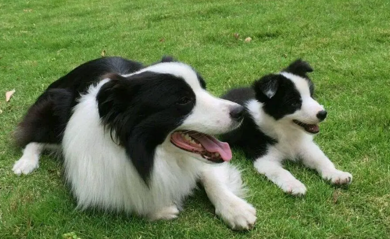蓝湾牧羊犬是禁养犬吗