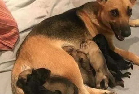 狗狗恶露不尽吃什么药