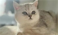 银渐层猫害怕什么