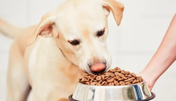 如何挑选狗粮推荐幼犬狗