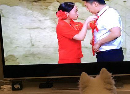 二哈不仅看电视,还特爱灯光秀,不知道是不是成精了! 二哈不仅看电视,还特爱灯光秀,不知道是不是成精了!