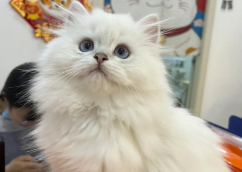 长毛银点猫价位一般在多少