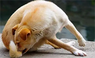 狗狗为什么会有行为障碍呢