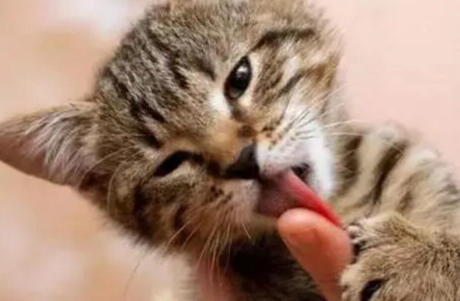 猫为什么喜欢舔主人