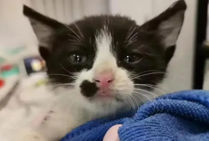 家养猫脏不脏