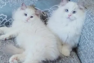 布偶猫有黑色的吗图片