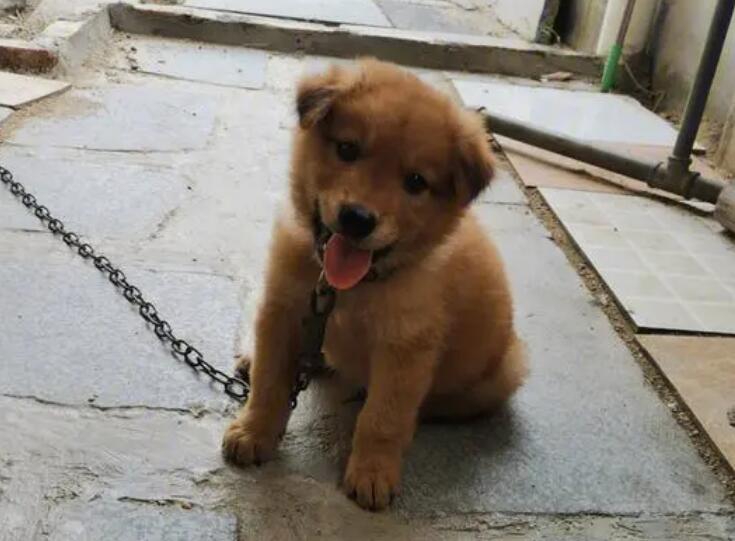 土狗的眼屎比较多是什么原因导致的？