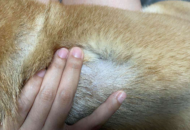 狗狗身上为什么会有狗虱子 狗狗身上为什么会有狗虱子