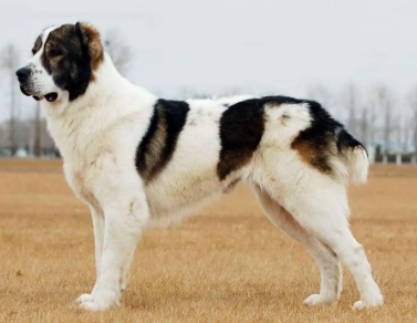 今日解答:中亚牧羊犬怎么修剪指甲 今日解答:中亚牧羊犬怎么修剪指甲