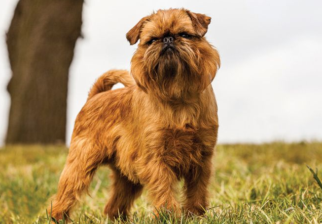 被布鲁塞尔格里芬犬咬伤怎么处理？快来看看吧