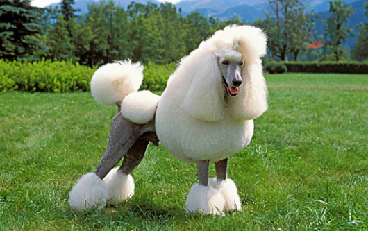 贵宾犬可以和人睡一起吗