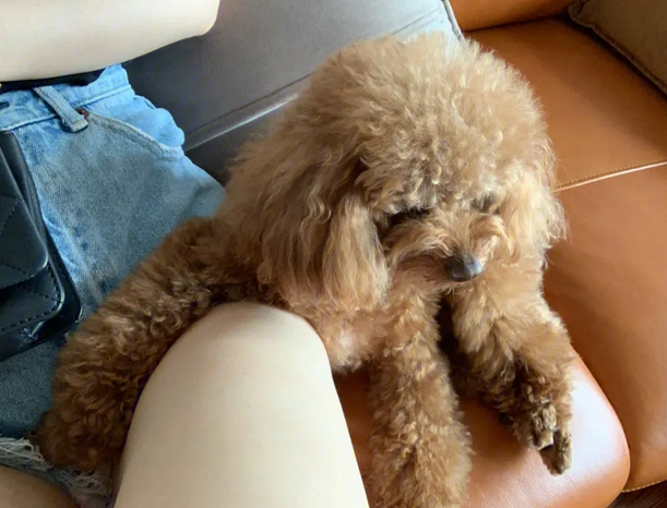 泰迪狗狗为什么身上有白毛呢 泰迪狗狗为什么身上有白毛呢