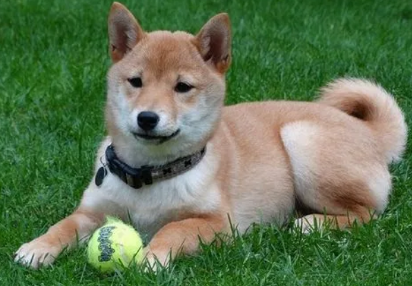 柴犬到底是聪明还是笨