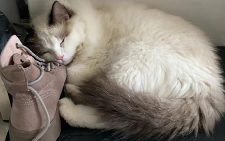 猫咪为什么喜欢吸鞋子