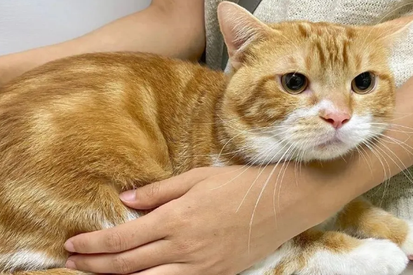 猫咪害怕被抛弃的表现 猫咪害怕被抛弃的表现