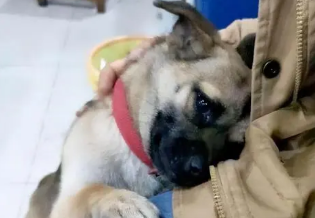 狗狗一直往我身上拱