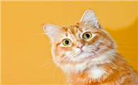 有橙色眼睛的猫咪是为什么