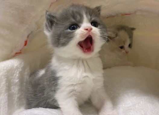小奶猫多久睁眼？具体时间是？
