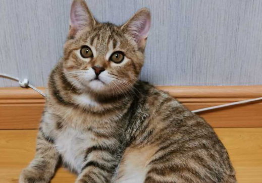 image.png如何治疗狸花猫圆线虫病？驱虫方法是？