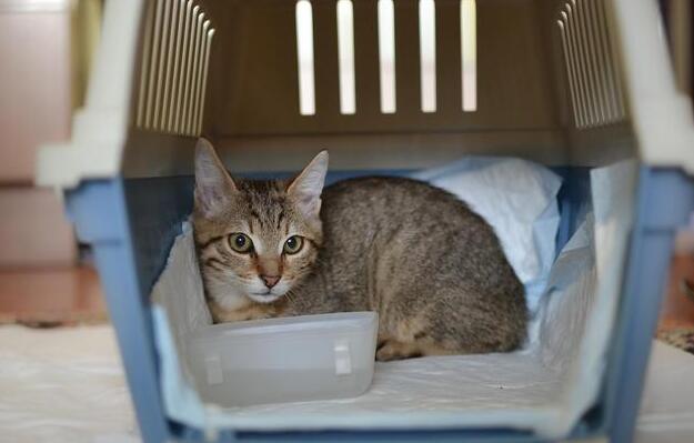 猫咪怎么寄到别的城市