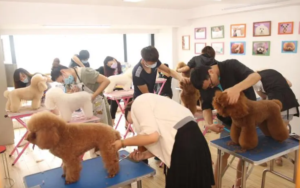 宠物学校培训机构价格表 宠物学校培训机构价格表
