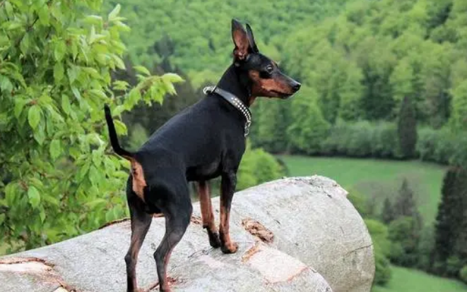 迷你杜宾犬好养吗