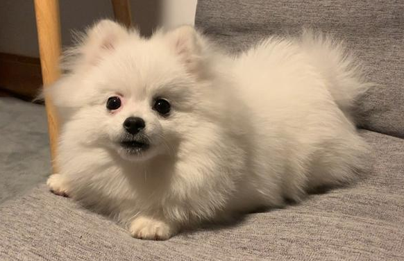 为什么博美狗狗呕吐了 为什么博美狗狗呕吐了