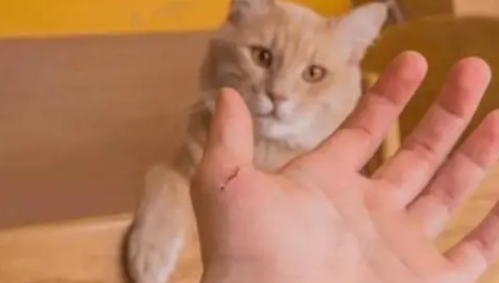 被野猫抓伤轻微出血感染狂犬病的几率