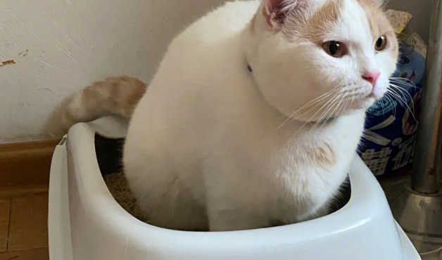 猫咪拉稀像泥浆很臭