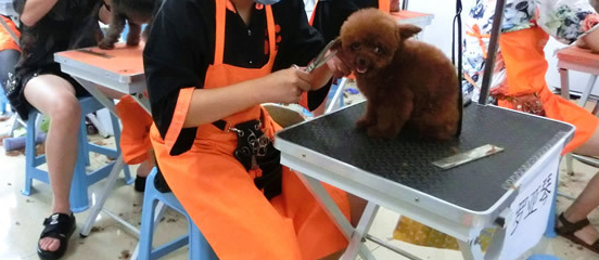 怎么考宠物美容师资格证