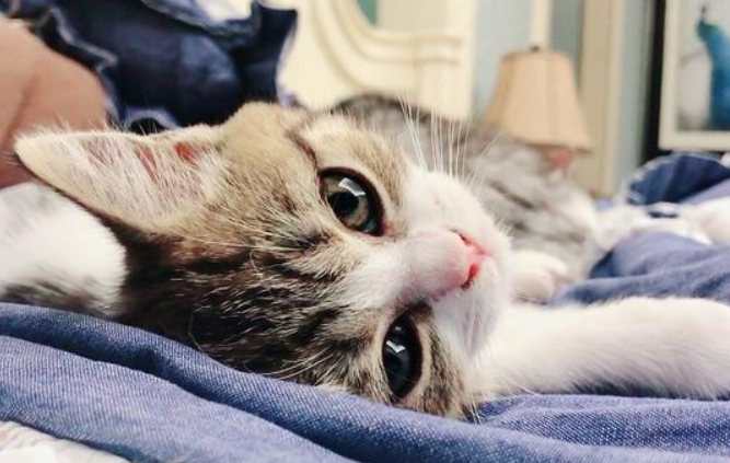 猫咪发烧会自愈吗