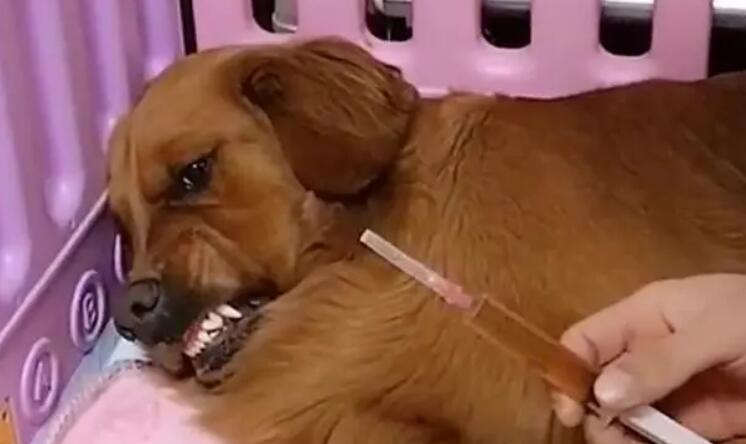 母犬产后消炎打什么针 母犬产后消炎打什么针