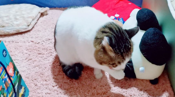 猫咪为什么踩前脚呢
