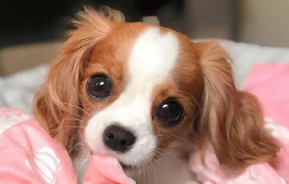 成年查理王小猎犬性格