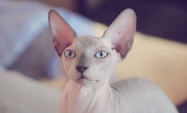 怀孕能养无毛猫吗？你还不知道吗？