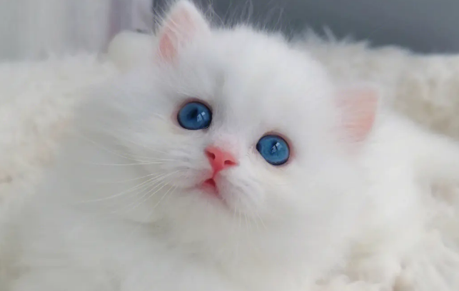 纯白蓝眼睛猫拿破仑价格