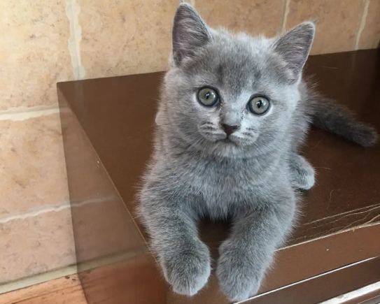 蓝猫怎么养才听话粘人 蓝猫怎么养才听话粘人