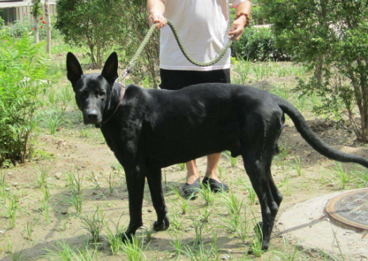 黑狼犬的优点和缺点？快来了解一下吧