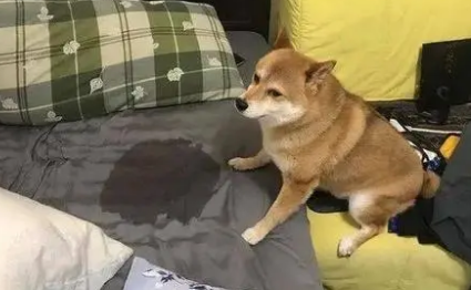为什么不让狗狗尿床呢 为什么不让狗狗尿床呢