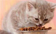 穷人养猫法给猫吃什么