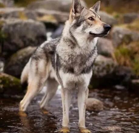 捷克狼犬怎么训练?教你如何玩转捷克狼犬 捷克狼犬怎么训练?教你如何玩转捷克狼犬